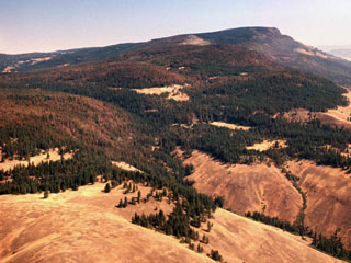 Douglas-fir Tussock Moth infestation - Mt Emily 1973
